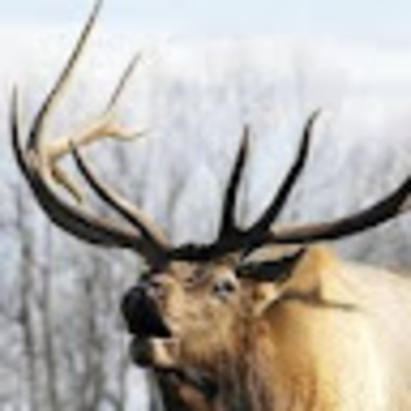 elkcountry307